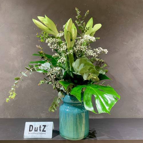 Weißer Amaryllen Traum 