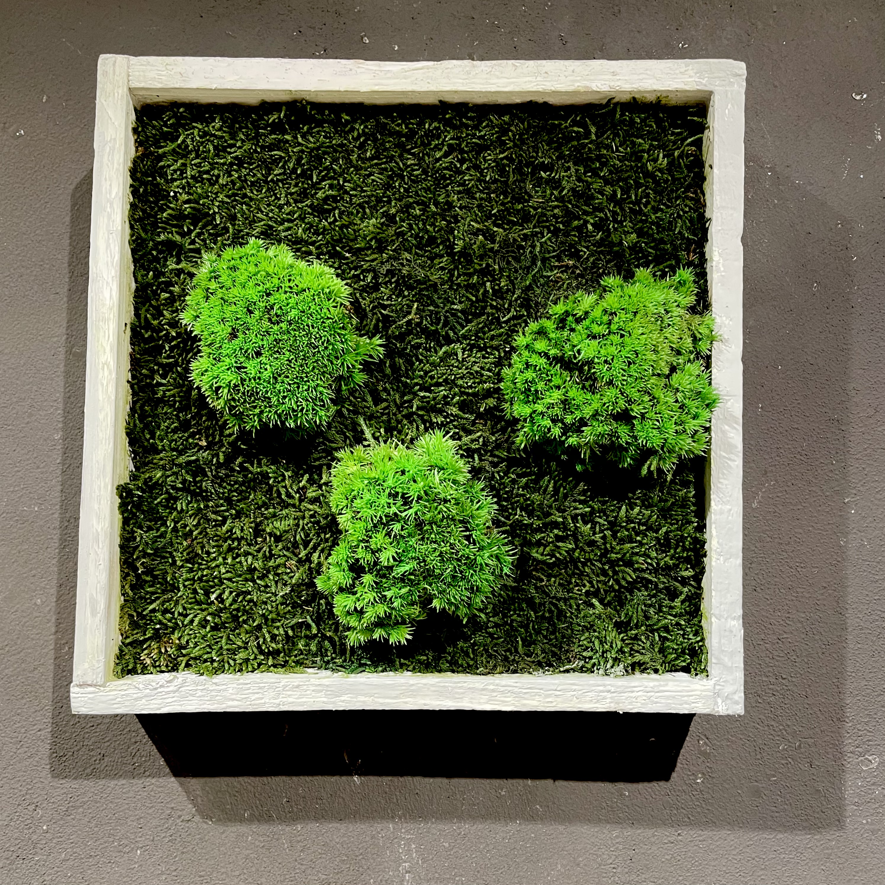 Moosbild mit weißem Holz-Rahmen 