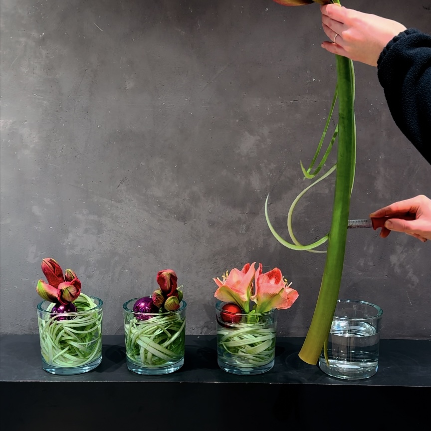 Curley Amaryllis 