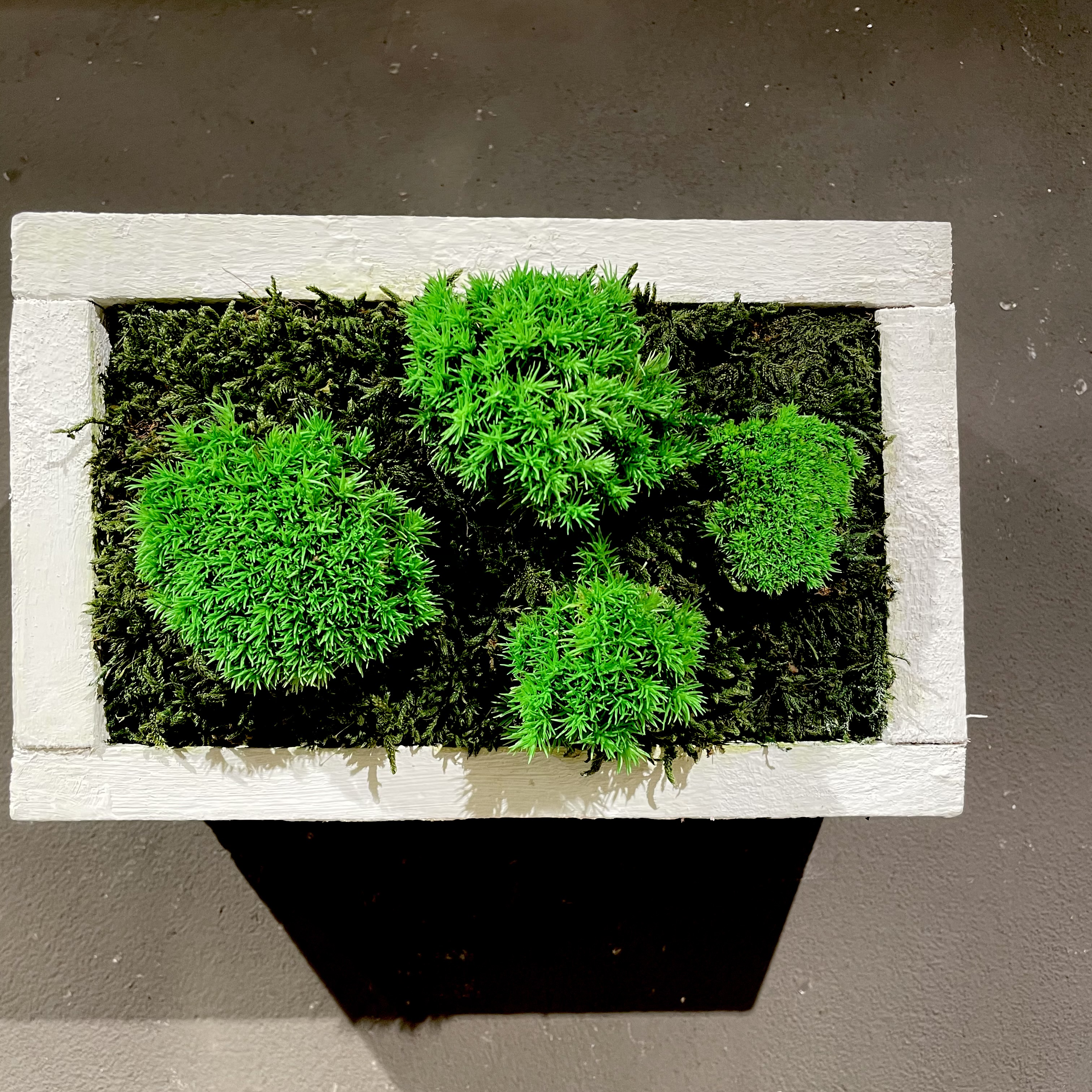 Moosbild mit Vintage-Rahmen 