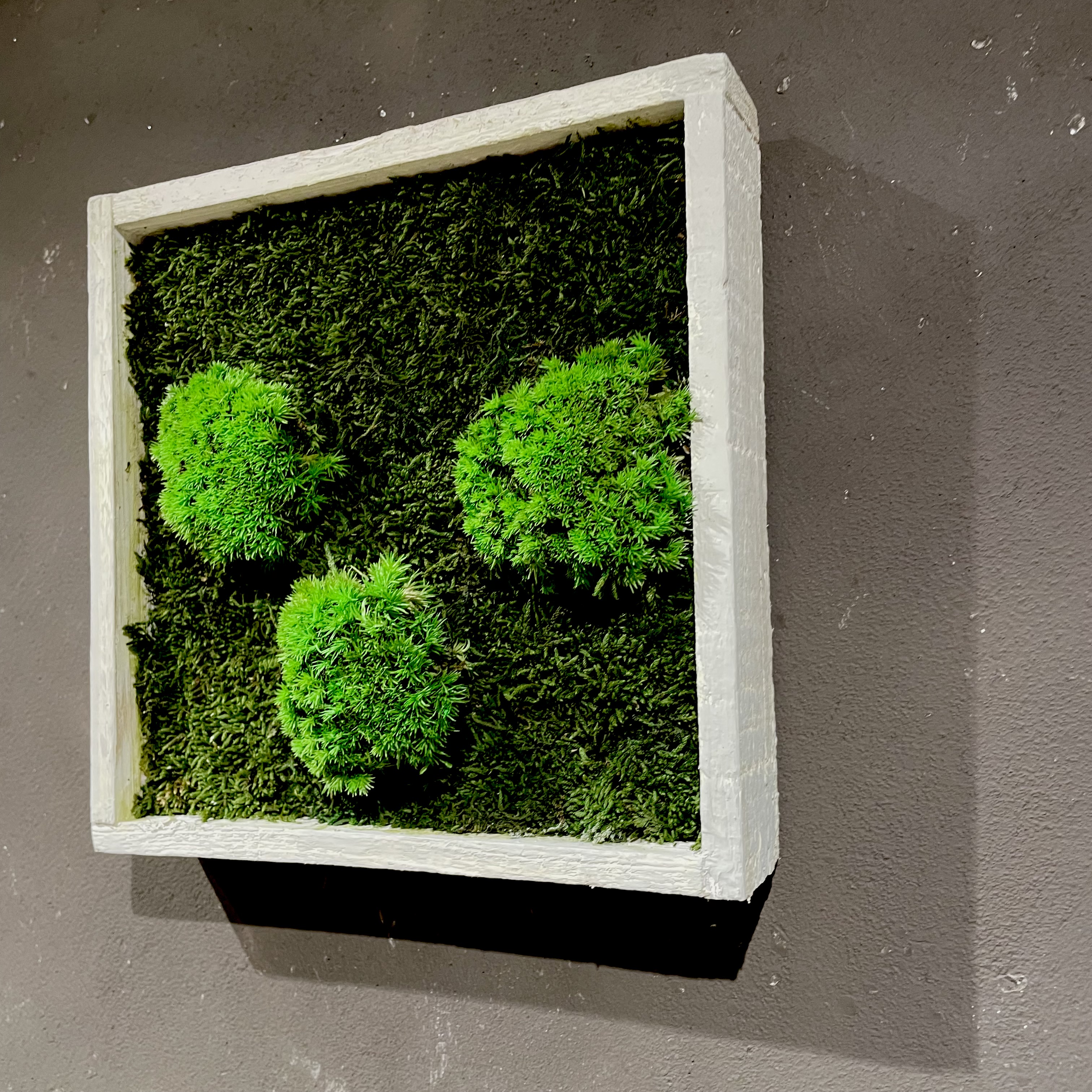 Moosbild mit weißem Holz-Rahmen 