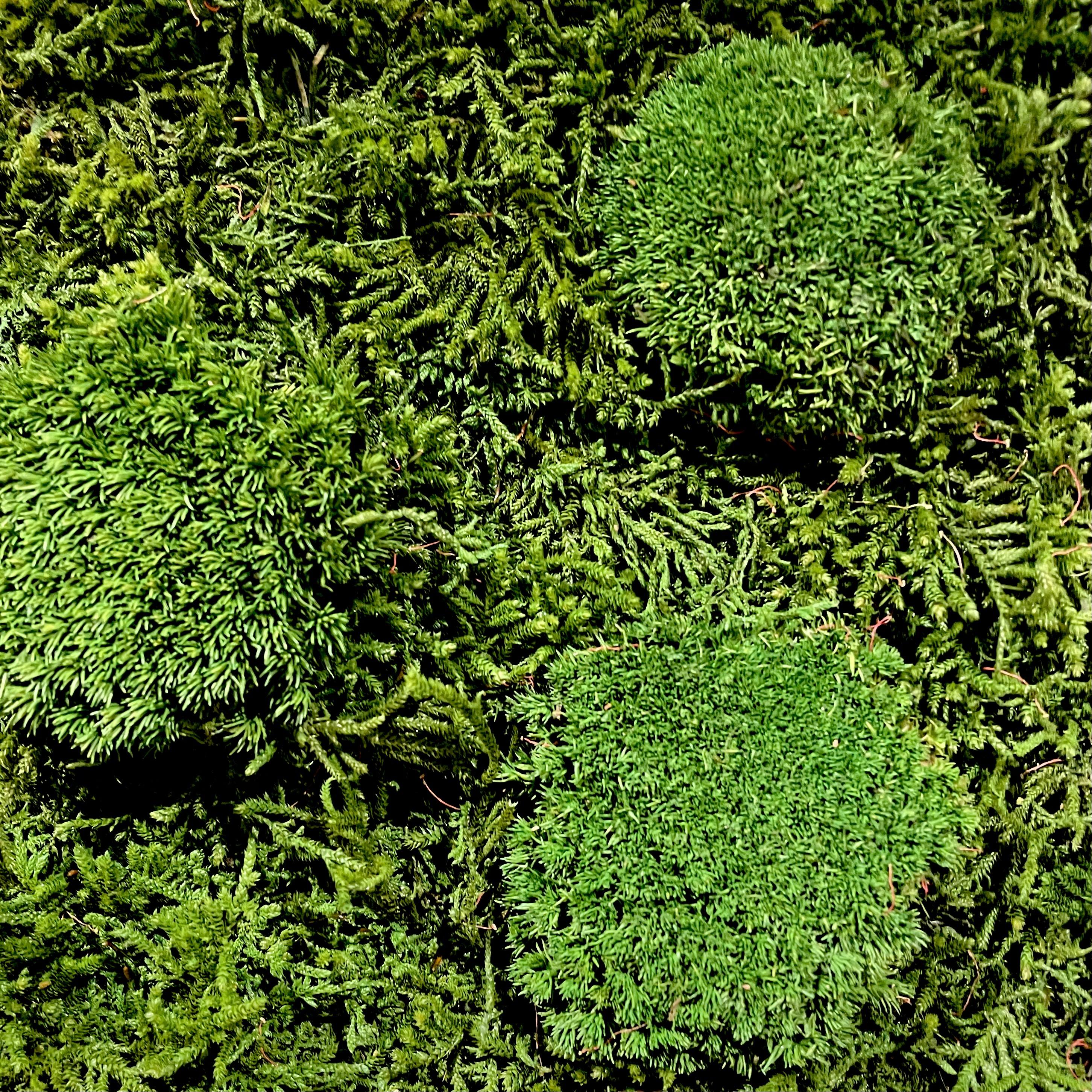 Moosbild mit grauem Holz-Rahmen 