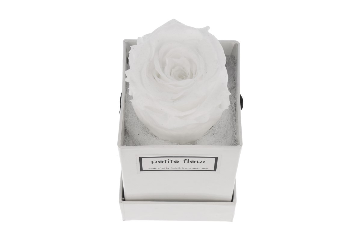 Petite Fleur Flowerbox Infinity Rosen XS quadratisch weiß 
