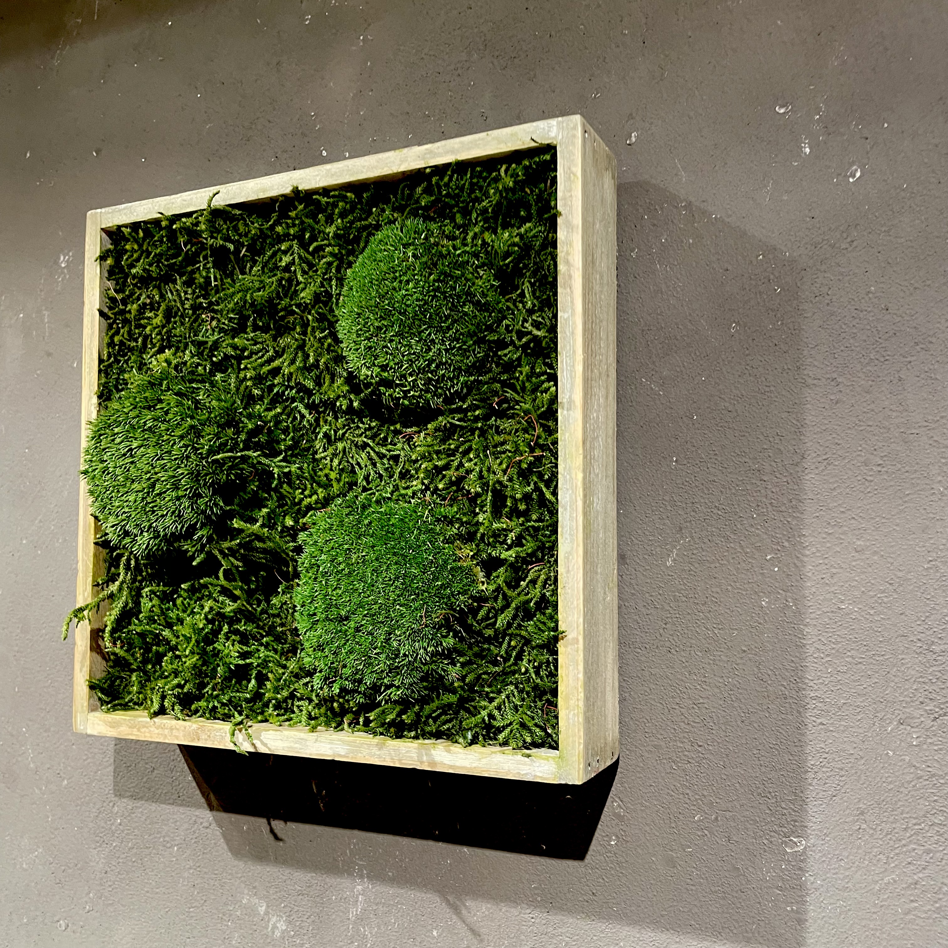 Moosbild mit grauem Holz-Rahmen 