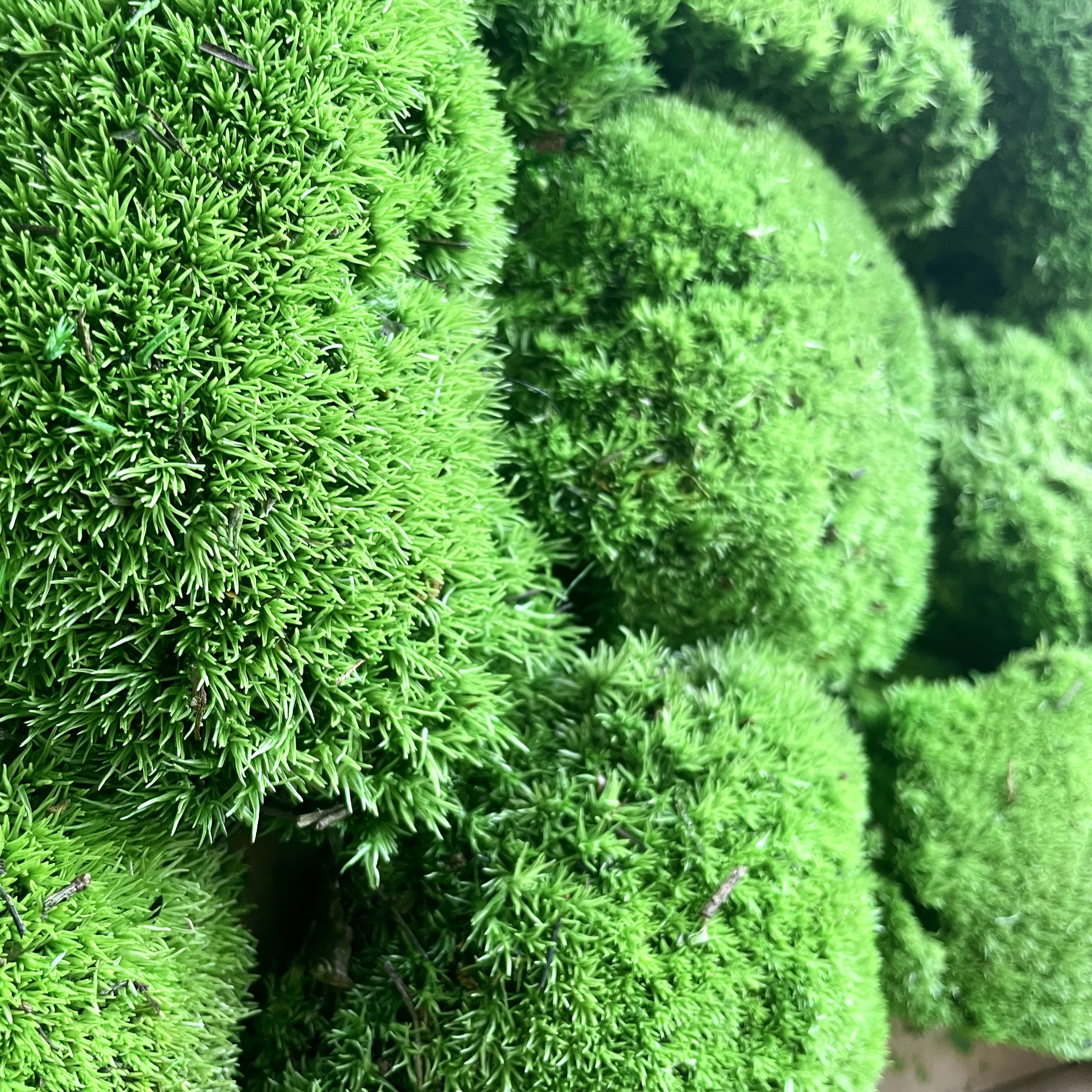 Konserviertes Moos, Ballenmoos 