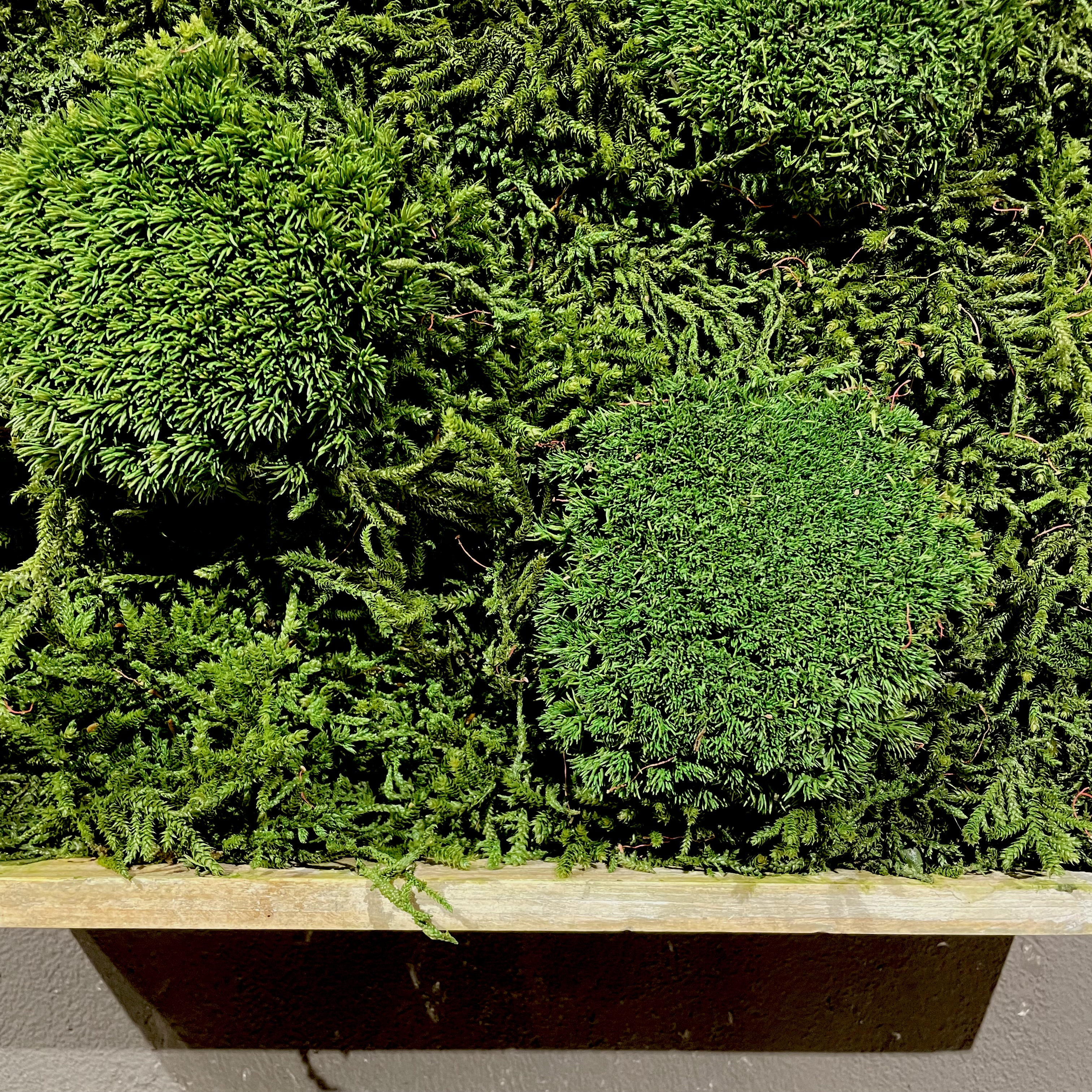 Moosbild mit grauem Holz-Rahmen 