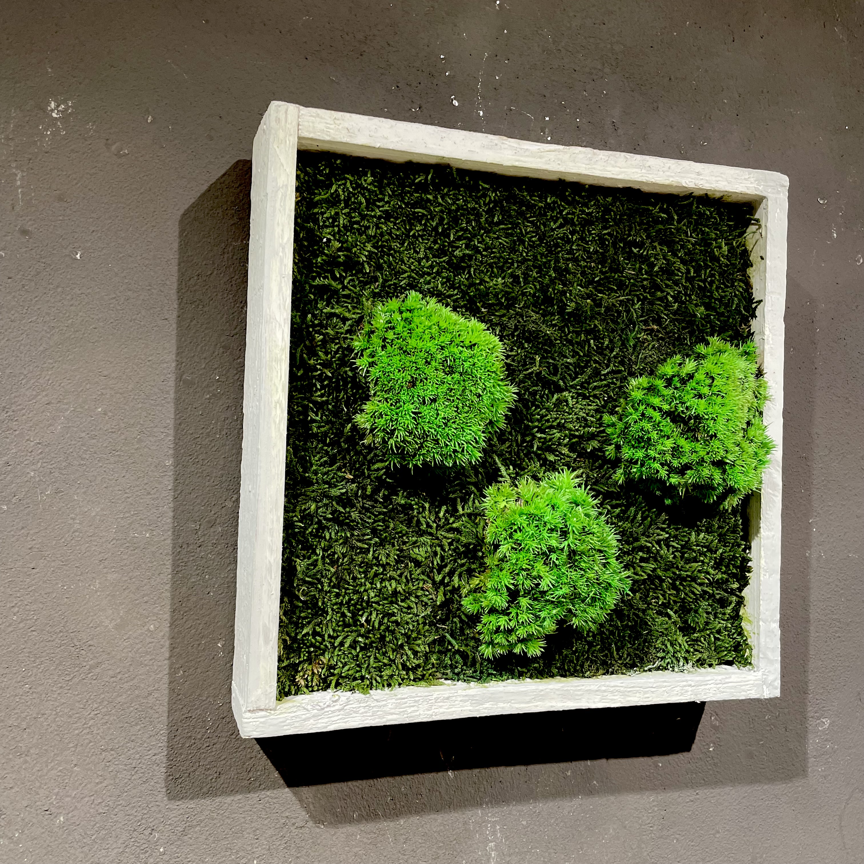 Moosbild mit weißem Holz-Rahmen 