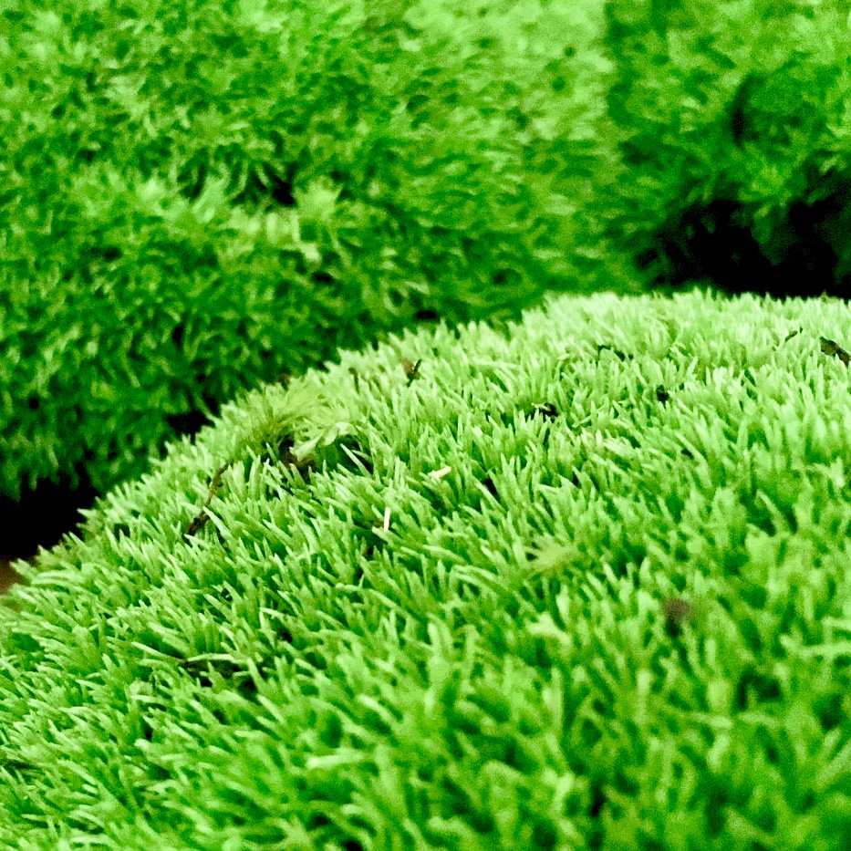 Konserviertes Moos, Ballenmoos 